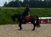 Super Star 11hh Black Pony - Confidence Giver & All-Rounder!