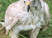 Female goshawk