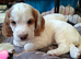 Beautiful Working Cocker Spaniel puppies
