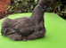 13 Week Old UK Bantam Silkie growers Unsexed