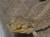 Bearded dragons