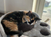 Two adorable sister 9 month old kittens for sale