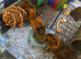 My two beautiful rosette boys Junior and Sol for rehoming aged 10 months
