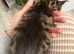 Beautiful kittens looking for a home