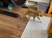 GCCF PEDIGREE BENGAL KITTENS