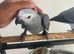 Friendly Baby HandReared Super Tame Cuddly African Grey Parrot,4