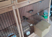6 bengalese finches for sale