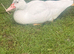 Muscovy ducks for sale