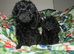 Cockapoo puppies
