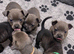 Adorable staffy puppies