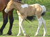 Champagne Tobiano