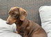 Miniature dachshund girl