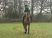 Honest bay gelding
