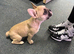 French Bulldog For Sale
