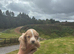 Cocker spaniel pups for sale