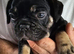 French bulldog s black tan and blue lilac