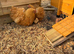 Buff Orpington Hens - Last Years Chicks