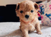 XS Tiny Maltipoo Korean & Asian lines