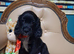 1 stunning working cocker spaniel