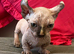 Beautiful Rare Sphynx Dwelf Female Kitten
