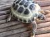Horsfield tortoises ready now for new homes in Leicester