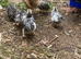 Serama chicken