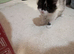 Snowshoe x British Longhair Kittens