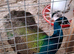 TRIO OF INDIAN BLUE PEACOCK AND TWO HENS FOR SALE