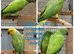 Breeding & pet Mutation Indian Ringneck Parrots