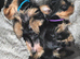 2 little cuddly loving puppies looking for their new loving home