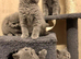 British shorthair blue