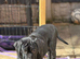 Lovely puppy for sale
