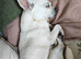 Sweet boy Chihuahua ready for rehome
