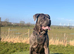 Amazing cane corso