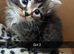 Beautiful tabby x brittish shorthairs