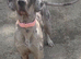 Stunning Blue Merle Great Dane Female KC Reg