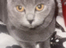 Gccf Champion Russian Bloodlines Non Active Girl for loving pet home only!