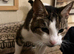 Stripes (Need A Forever Home)