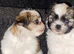 Lovely tea cup maltipoo puppies