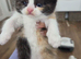 Cute persian kittens  ️