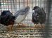 Chinese painted quail