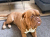 Dogue de Bordeux Girl
