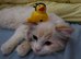Ragdoll / Persian Cross for sale