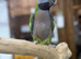 Derbyan parrot