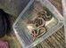 Stunning baby boas