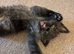Ragdol x kittens