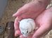 Baby hamsters