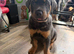 Gorgeous Rottweiler pups