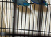 Baby parrotlets