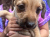 Jack Russell puppy's